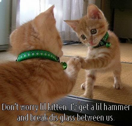 hoomin mite be maad, but we got no choice! kitten mirror meme funny cat