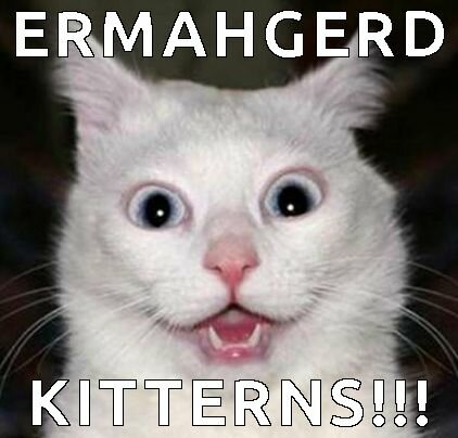 Ermahgerd is back ermahgerd we harve kitterns