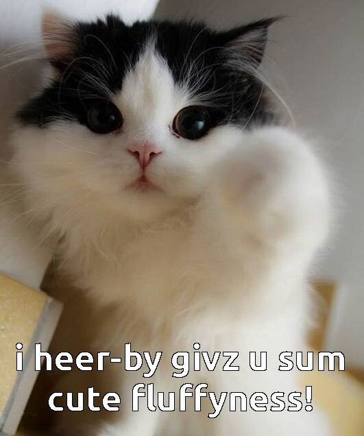 TV is mostly fluff these days so no thanks Funny cat offering fluff