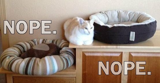 we all know how that goes. picky cat meme